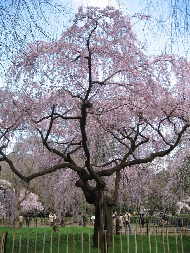 お中日の墓参後に<br />大好きな御苑の枝垂れ桜の様子を観に出かけたところ<br />近衛邸跡敷地の桜が花開き<br />池のほとりでは桜と野鳥を狙うカメラマンが沢山訪れていました。<br />御苑ではいち早い開花で毎年三月下旬の開花なのですが<br />それにしても今年は少し早いようです。<br />種類により花の時期が違うので一ヶ月ほど楽しめるようです。<br /><br />2006年の<br />京の春爛漫　京都御苑　2006　　4月3日<br />http://4travel.jp/traveler/hannari/album/10060011/