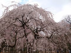 ☆早春の奈良・京都（京都）