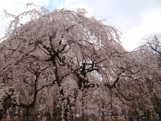 桜が咲いているのはどこかしら？<br />桜をさがして京都御所＆平野神社へ。<br /><br />みごとみごと。<br />やっぱりいいなあ、京都。<br />せっかく静岡から来たんですもの、ぶらぶら遊んでみました。<br />近鉄奈良から直通で京都地下鉄につながっていて、移動が楽でした。<br /><br />また、桜の季節に来れるかしら？