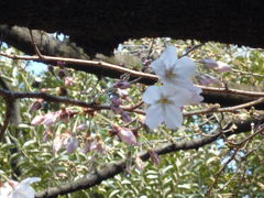 2009年03月　靖国神社に行ってきました。