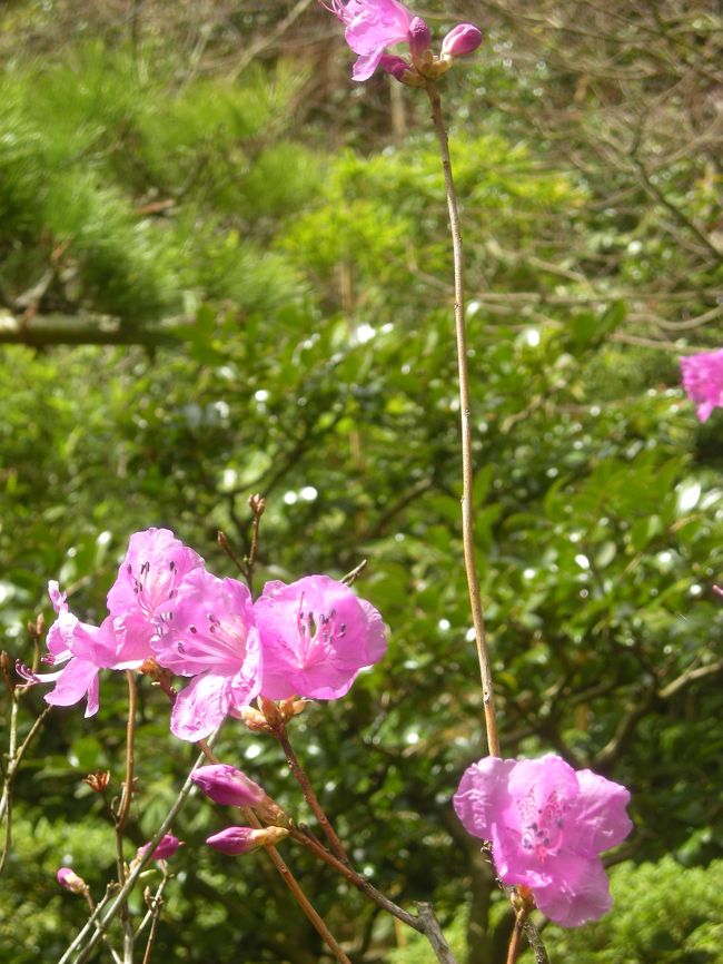 鈴虫寺、一年中すずむしが鳴いている…、という知識だけで拝観に行きました。しかし、それだけではなく願いがかなう幸福地蔵のお寺として超有名だったのです。山門まで行列ができていてびっくりしました。お庭のほうは、椿や花水木が見ごろでした。<br /><br />夜は、東山花灯路へ。南は清水寺から、北は青蓮院までのお寺や道がライトアップされているのです。今回は清水寺だけですが、訪れました。美しかったです。また、御本尊の特別公開中でした。お会いすることができ幸運でした。<br /><br />表紙写真は、鈴虫寺。