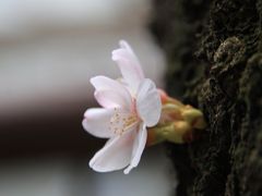 咲いた　咲いた　サクラが咲いた　～速報　目黒川サクラ情報～