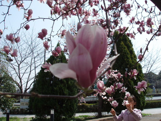 紫木蓮が見ごろの、千鳥淵公園<br />白ではなく、ピンク色は、めづらしいとは、<br />例年の見頃に訪れられた初老のご教授。<br />若木なので、見事なまでの開花で、しばし呆然の私。<br />
