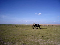 2008年末年始ケニア旅行（アンボセリ）