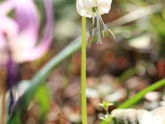小さな旅●足助香嵐渓・飯森山に咲くカタクリの花 09