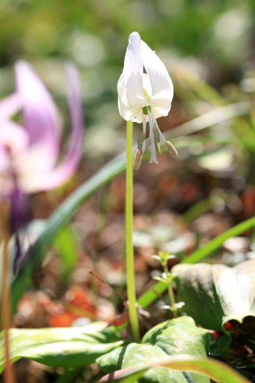 清水山の森 カタクリ群生地 2025〈前編〉3月下旬開花の片栗 | K