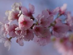 密厳院の安行桜
