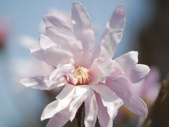 城山・カタクリの里訪問(３)素晴らしい花木類に和む散策