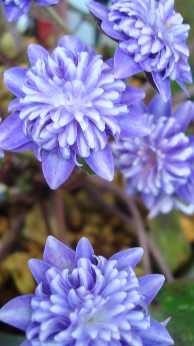 　春の足音と共に越後の山々の木々や草木も芽吹き始める季節になりポカポカ陽気に誘われ春花と温泉に出かけてきました。<br /><br />　国道８号線新潟市白根地区から４６０号線を秋葉地区に向かう途中に道の駅「花夢里にいつ」に立ち寄り田上町に向かいました。<br /><br />　田上町、湯田上温泉「ホテル小柳」（http://www.oyanagi.co.jp/index.shtml）さんに夕刻到着、仲居さんに案内され・・・・お風呂、夕食・・・・お風呂。<br /><br />　２日目、天候は曇り状態、朝食後、雪割草を見に秋葉区に立ち寄りました。<br /><br />　例年より温かい冬のためか、早めの開花で、楽しい半日を過ごし帰路につきました。