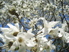 春の花を求めて森林公園(1)いつもと違って中央口から＆春の花木たち