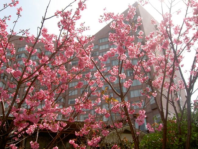 気象庁は21日、2009年東京の桜の開花を発表したそうです。<br />平年より一週間、昨年より一日早い開花だとか。<br /><br /><br />この旅行記は2008年4月、椿山荘の桜バイキングに行った時のものです。<br />確か4〜5年前にも一度訪れた事があるので<br />２回目の桜バイキングとなります。<br /><br />2008年の寒さがまだまだ厳しい2月下旬だったと思うのですが、<br />「椿山荘のお花見バイキングに行こうよ〜！」と友人からのお誘いが。<br />「え〜、この寒いのにもう桜の話！？まだそんな気分じゃないよん」と<br />腰が引けたのですが、早めに予約を入れた方が良いお席になる <br />(窓際のお席ってことですね) と言って急かすのです。。。<br /><br />それでまぁ、4月5日のランチに予約をお願いしました。<br /><br />さて、うまい具合に桜は迎えてくれるでしょうか。。。<br /><br />