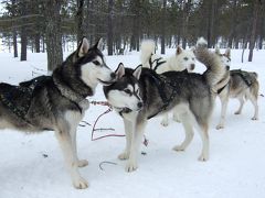 ２００９　オーロラ＆犬ぞり＆サンタ紀行 その１