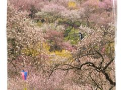 御岳渓谷ハイキングと吉野梅郷めぐり＜御岳渓谷～玉堂美術館～吉川英治記念館～梅の公園＞