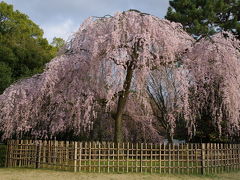 2009　京都桜便り　１．京都御苑の枝垂れ桜