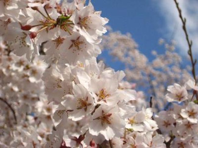ふらっと京都御苑に散歩しに行ってきました。。。<br /><br /><br /><br />今回は御苑内にある近衛邸跡にあるしだれ桜で花見。<br /><br />まだ鴨川沿いの桜は蕾が膨れだしたぐらいですが、<br />このしだれ桜はすでに８分咲き。<br /><br /><br />京都へ来る方はぜひ行ってみてくださいね。