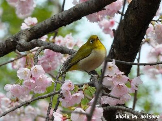 旦那ちゃんの親友がめでたく結婚することになり結婚式に出席するため諫早へ帰ってきました。<br />諫早で有名なところといえば・・・眼鏡橋。<br /><br />長崎の眼鏡橋も有名だけど、石橋としては日本で初めて国の重要文化財に指定された諫早の観光名所。<br /><br />そういえば初めてご両親に挨拶に行った時にここに来たな〜なんて思い出したり・・。<br /><br /><br />