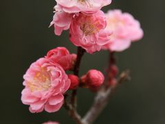 Tirp in 青梅　小雨降る青梅市梅公園