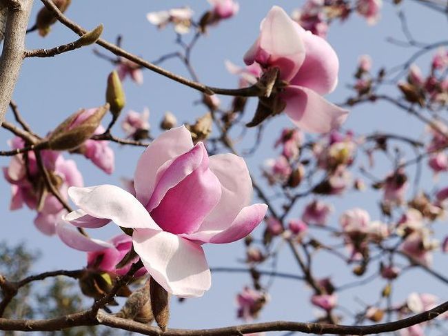 ほぼ一ヶ月ぶりにフローラルガーデン・アンジェに行ってきました。<br />園内は春の花が一斉に咲き始めていました。<br /><br />アンジェが一番華やかになるシーズンが春。特にマグノリアは桜より早く始まります。<br />30種類、200本という数はもちろん都内ナンバーワンの規模です。<br />もっとも順番に咲くので一度には見られませんけど。<br /><br />ずいぶんと華やかさを増してきたアンジェの様子です。<br />花撮りもそろそろ本格始動します。