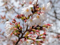 “開花宣言”につられて花見してきました(^_^;)