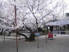 早咲きの桜に誘われて　藤栄神社、水口城跡