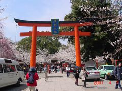 京都府　京都市　京都で一番桜の開花が早い、平野神社