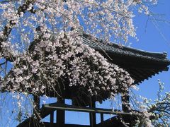 ３度目の小川町もカタクリを求めて（1）西光寺のしだれ桜から始まって