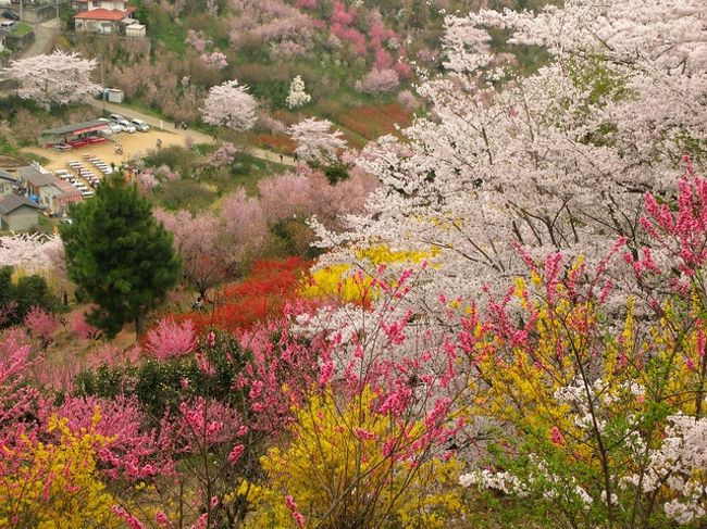 福島市はあまり取り柄のない平凡な小さな町。<br />すんでいる人間性も問題ありだが（と言いつつ私はここ出身）、この時期の桜だけは特筆したい。<br />花見山は全国的に非常に有名だが、それ以外にも花の見所は点在している。