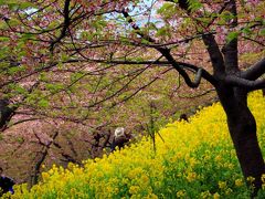 まつだ　桜まつり