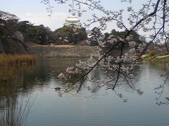 名城公園（名古屋城)の桜