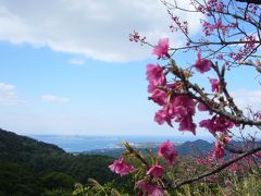 沖縄の桜は１月の終わりから見られます
