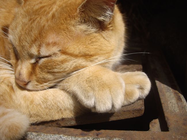 江ノ島に猫がたくさんいると聞き猫探しの旅に行きました。<br />下調べが十分でなかったせいでたった７匹にしか会うことができなくて残念！