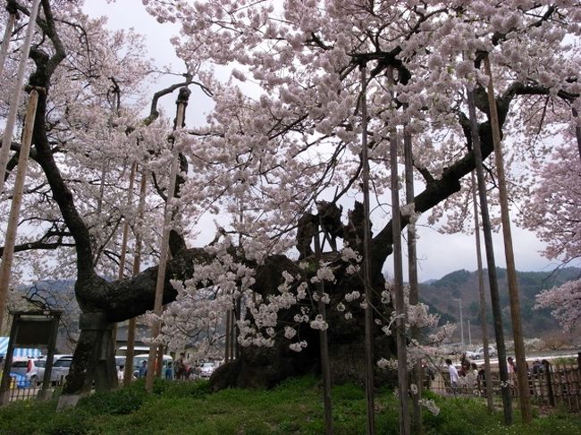 日本三大桜の一つ、実相寺の神代桜と、新府城跡の桃畑など、八ヶ岳南麓の開花情報をお伝えします。<br /><br />写真は昨年の神代桜です。<br /><br />