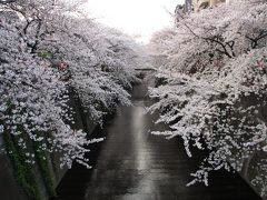花見を計画のあなたへ　目黒川サクラ最新情報　～夜桜もきれいです～