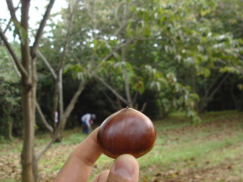 栗拾い様確認用 やって来ました食欲の秋！さあ、海の見える山で栗拾いしよう！／栗脇