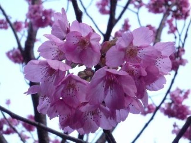 　とても暖かい日になりました。<br />　東京の神田川の桜をみつつ、椿山荘まで<br />行って来ました。<br />　１ヶ月ぶりです。<br />　前月は、<br />http://4travel.jp/traveler/kazukota/album/10310667/<br />　を参照下さい。　