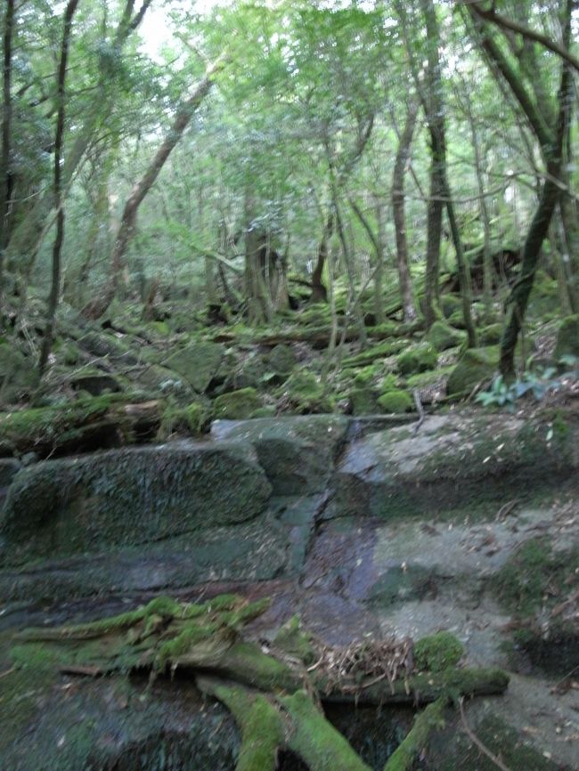 行けども行けどもトロッコ軌道です。<br />今日はトロッコが稼働するとのこと、この線路のまだ生きてるんだなと感じました。<br />昔はトロッコに乗って小学生が通学もしていたみたいです。<br /><br />2時間半位で軌道終着点に到達。<br />ここから本格的な山道です。<br />片道2kmほどですが見所はここからなので時間がかかります。<br />翁杉を通り越すとウイルソン株に到着。<br />この切り株から湧き出る水がとてつもなく美味しい。<br /><br /><br />何本か有名な杉を抜けると突然木製のデッキが目の前に現れます。<br />ついに縄文杉に到着です。<br />昔はもっと近くで見れたらしいんですけど<br />木の皮が剥がされてしまったらしく、今はデッキ上でしか見れません。<br />それにしても大きい、、、。<br /><br />樹齢は2000年ちょっとという説もありますが推定7200歳。<br />よくそんなに長い時間生き続けました。<br />縄文杉を眺めていると屋久鹿も現れたり<br />神秘的な時間を過ごせて大満足。<br /><br />さぁ、後はまたあのトロッコ軌道を８km戻るだけだぁ、、、、<br />しんどいなぁ、、、、。