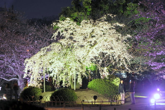 栗林公園の夜桜です。<br /><br />今年のサクラは早いですね。<br />満開ではありませんが、見ごろです。<br />