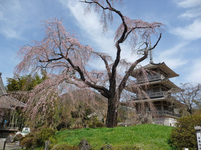 3月21日は山深い五ヶ瀬も随分暖かい春の一日でした。<br />そんな陽気に誘われて、まだ桜には早かったのですが、フライングを承知で町内の枝垂れ桜の名所“浄専寺”にでかけてみました。