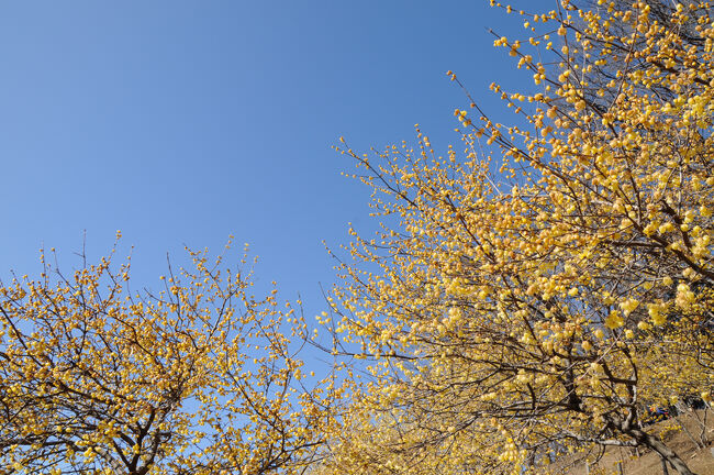 2月上旬の日曜日、天気の良さに誘われ、秩父長瀞へと足を向けた。長瀞にある宝登山では、この季節、蝋梅の花が咲く。混むのは分かっているのだが、一度は観ておきたいと思い、出掛けてみたのだ。風が強い一日であったが、冬晴れの中、まさに蝋細工のように可憐な花が、満開で出迎えてくれた。<br /><br />（2024.02.12投稿）<br />