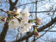 2009年度のお花見は？（1）咲き始めの桜詣