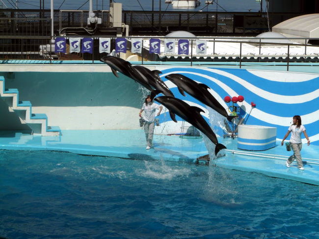 春休み最初の土曜日、この日は一日中穏やかな晴天が続くとも天気予報が出されています。<br />とくに予定は立てていなかったので、近場で家族が楽しめそうな所という事で、久しぶりに伊豆三津シーパラダイスに行って来ました。<br />前回訪ねた時に<br />http://4travel.jp/traveler/misimadaisuki/album/10088996/<br />迫力のショーを見せてくれたシャチのアスカは亡くなっていて居ませんでしたが、イルカをはじめ海獣たちの元気なショーが楽しめました。<br />