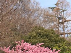 横浜緋桜