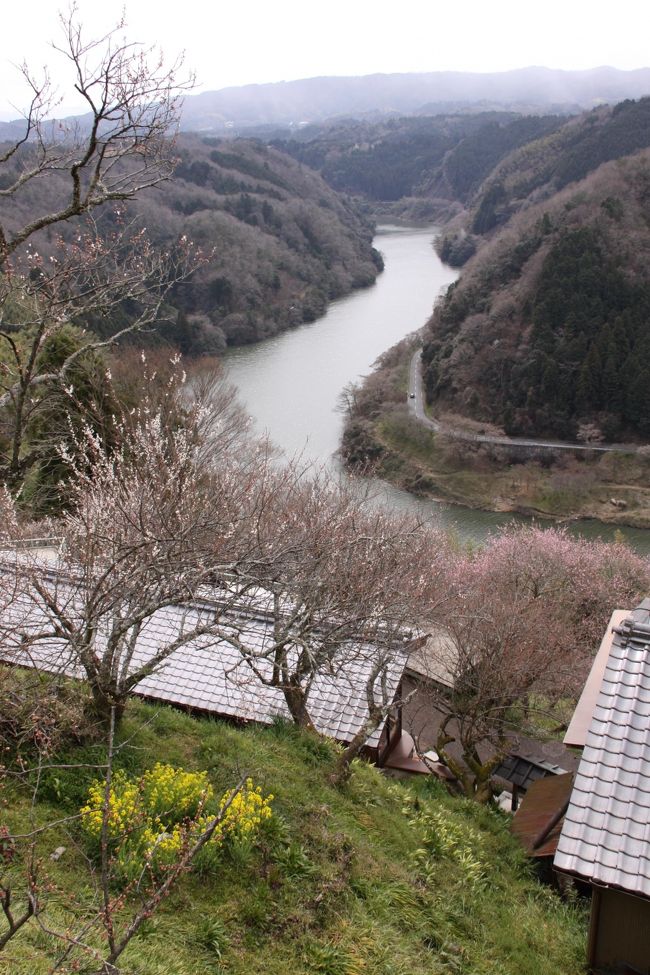 ■梅林で有名な奈良県月ヶ瀬村へハイキングに行ってきました。<br />梅花はとっくに散ってしまっており満開のなごり梅がちらほら咲いていました。<br />ハイキングは、双川橋から名張川沿いの山道を上がって行きます。<br />１時間程で梅林のある尾山地区に到着、梅渓を望む村の散策コースを回ったあと、梅の郷月ヶ瀬温泉で疲れを癒しました。