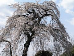 しだれ桜が見たくて・・・地蔵禅院