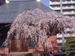 お茶の水・上野・入谷てくてくさんぽ