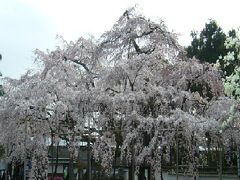 京都名庭１００選（30）　桜めぐり2009（１）醍醐寺、随心院、毘沙門堂