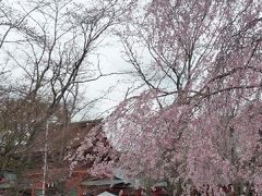 さわやかウォーキング  桜満開には まだ早い 富士宮 桜ウォーキング