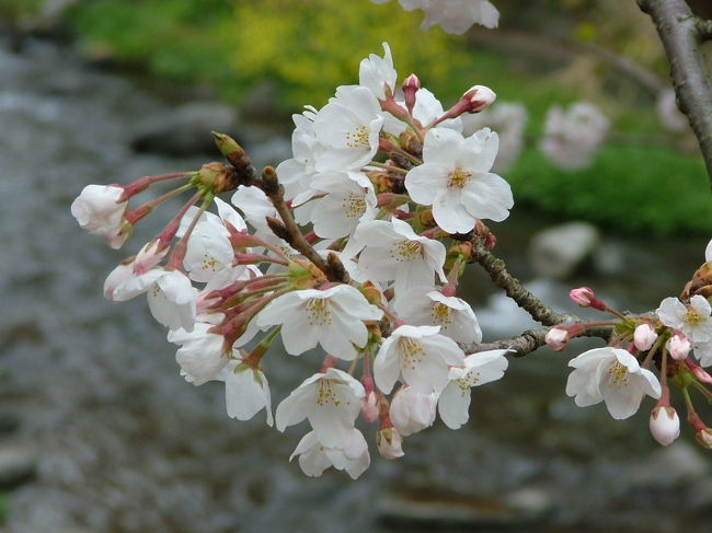 　湯河原千歳川沿いに桜を見に行ってきました。<br />　正確には、川向うでしたので、静岡県熱海市ですが。<br /><br />　開花宣言から数日たっていましたが、ここのところの寒さのせいか、見ごろは、もう少し先のようでした。<br /><br />　でも、ソメイヨシノに１年ぶりに再会。<br />　もう気持ちは、春本番です。<br /><br />　旅行記とは別に、最新の桜情報をアップします。<br />　<br /><br />