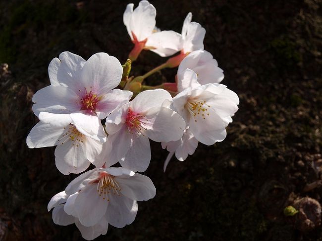 桜の便りが連日報道<br /><br />　変わり者は桜便りの無い思い出の遊園地は<br /><br />　　なんと。。。桜　満開<br /><br />　　　期待していなかったので、<br /><br />　　　　感激<br /><br />　　　　　やっぱり日本人は桜ですね<br /><br />としまえんＨＰ<br />http://www.toshimaen.co.jp/index.html<br />石神井公園　桜と春の花々<br />http://4travel.jp/traveler/jiiji/album/10060916/<br />オリンパスＥ−４２０使用<br />１４−４２mmレンズ