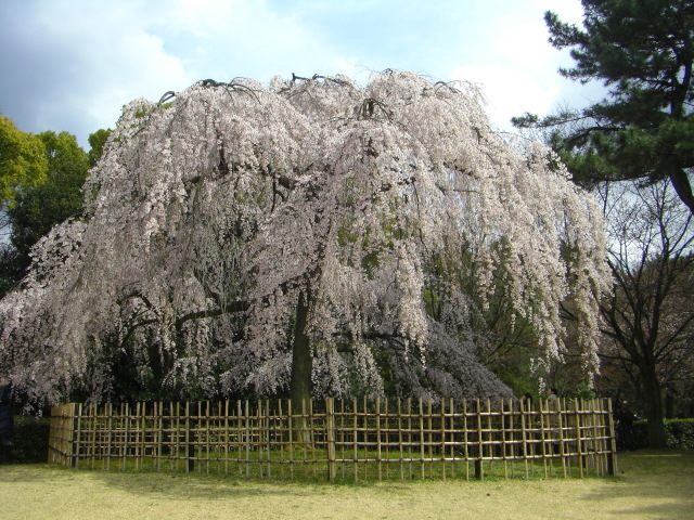 これは、円山公園の桜に匹敵する特別な桜です。すばらしい、京都を代表する枝垂桜です。